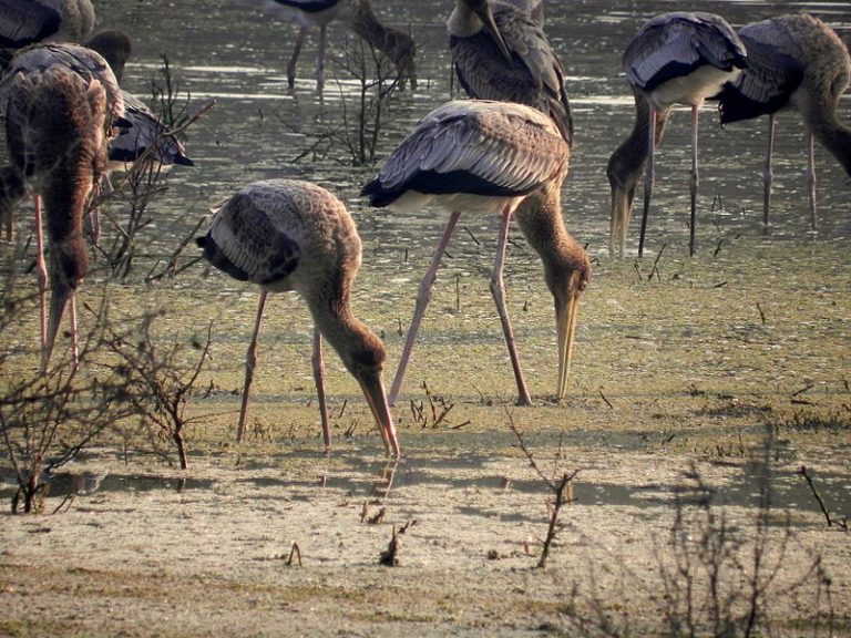 Bharatpur: Witness the Migration