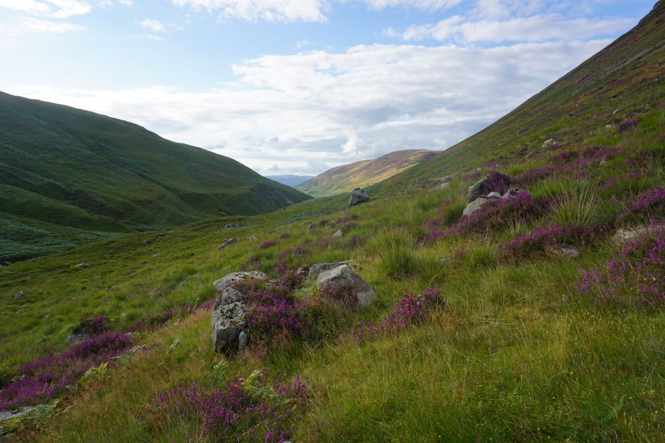 Heather-covered glen in Lochranza, surrounded by rolling hills and vibrant greenery