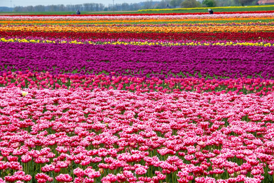 Dutch Tulip Fields by Train: Planning a Spring Visit Dutch Tulip Fields by Train: Planning a Spring Visit