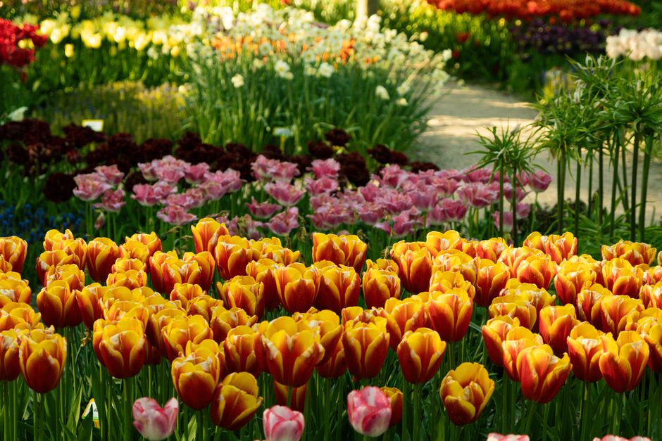 A colorful array of tulips in a sunlit garden pathway, blossoming in spring