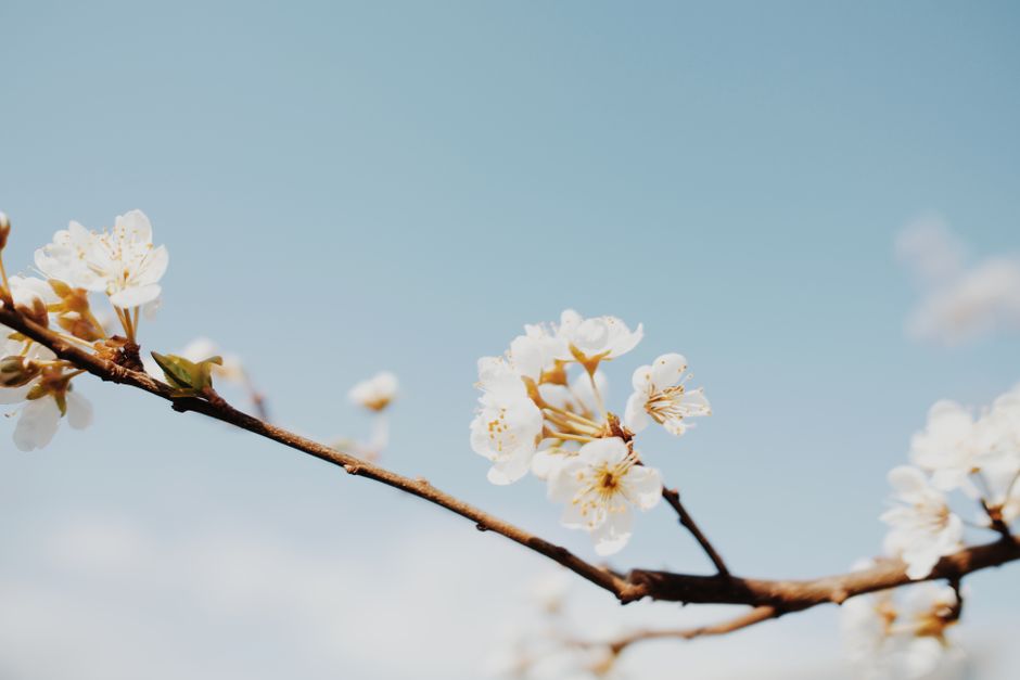 Close-up of white cherry blossoms on a branch against a clear blue sky