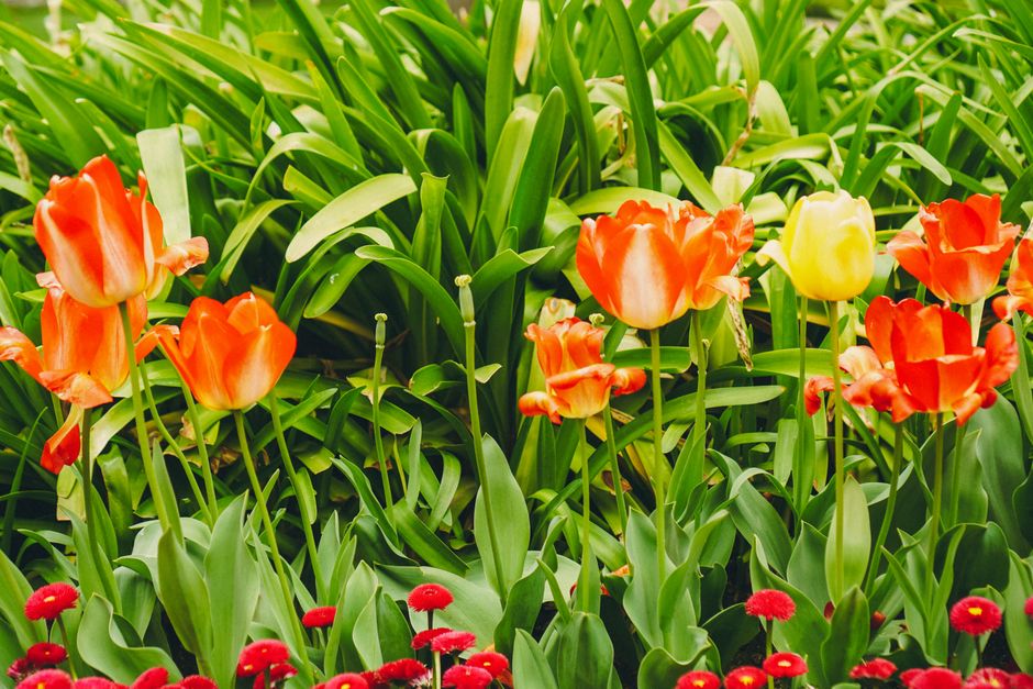 Bright orange and yellow tulips in a lush green garden