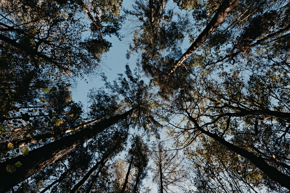 A tranquil view of a dense forest canopy seen from below, featuring tall trees and a clear sky