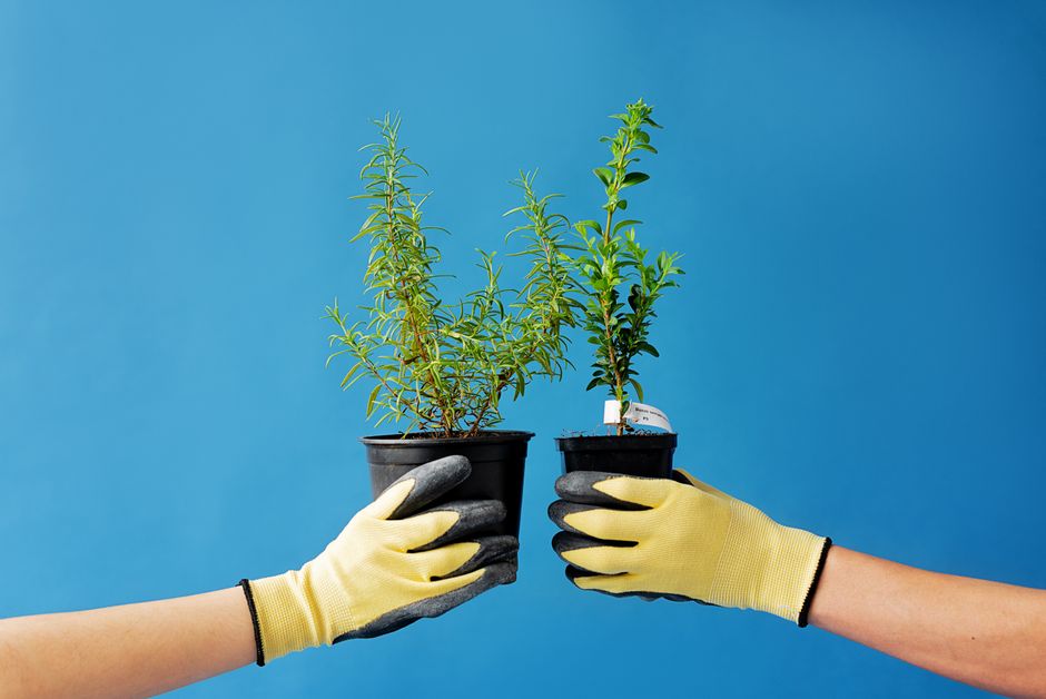 A Windowsill Herb Garden to Start Before Spring A Windowsill Herb Garden to Start Before Spring