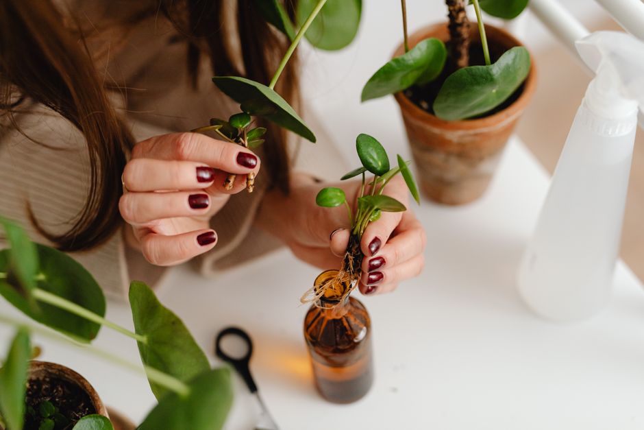 A woman carefully potting pilea plants